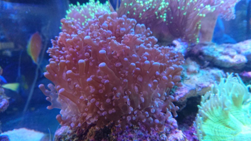 ゆらゆらサンゴを最近コレクション中！ | Nの適当ブログ