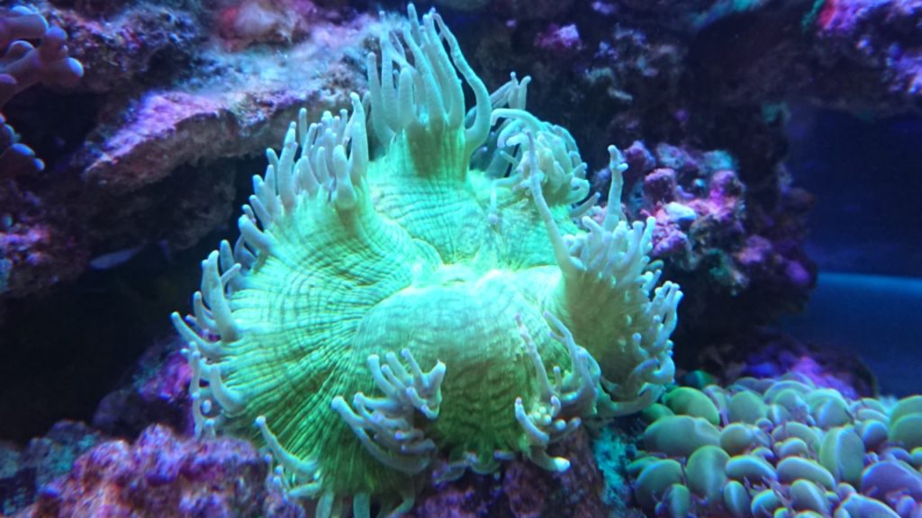 ゆらゆらサンゴを最近コレクション中！ | Nの適当ブログ