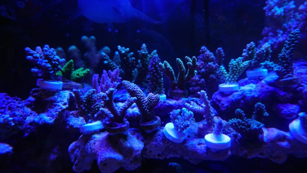 迅速な対応で商品をお届け致します マリンアクアリウム サンゴ サンゴ礁 フラグラック 蛍光 水槽 オレンジ 海水
