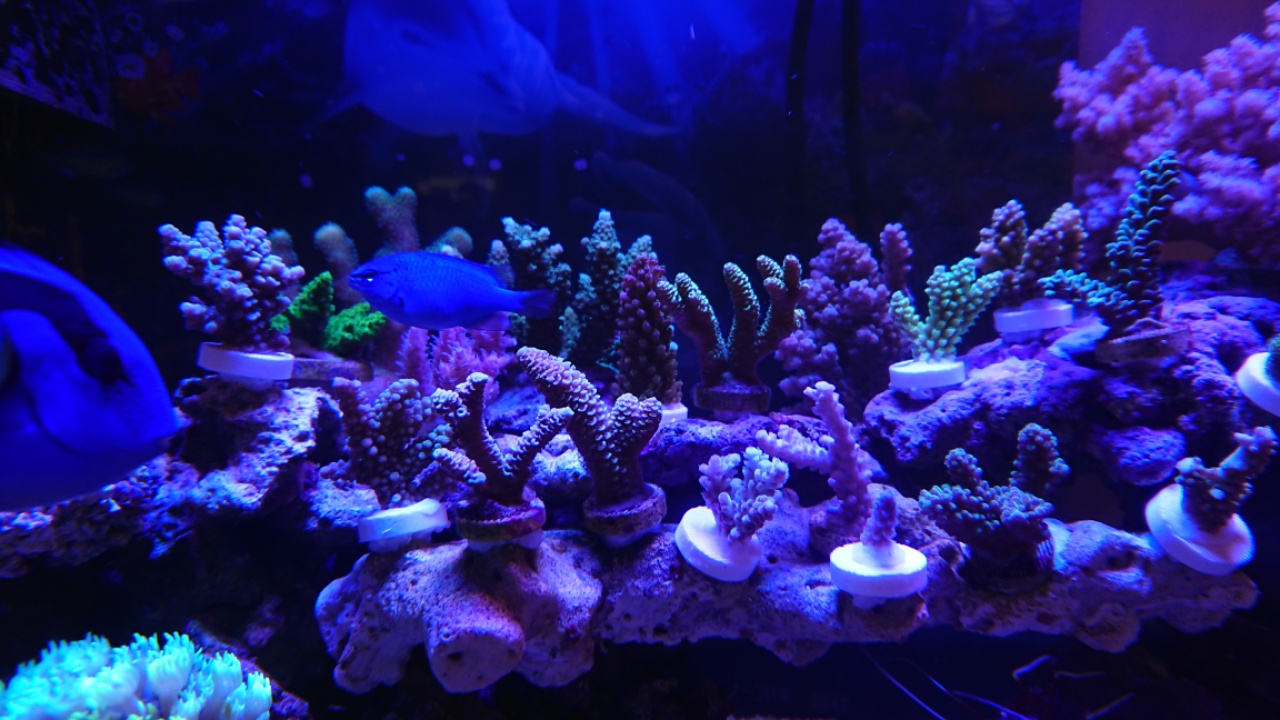 マリンアクアリウム サンゴ サンゴ礁 フラグラック 蛍光 水槽 レッド