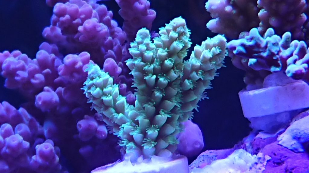 64％以上節約 べっぴんカルシウムプラス 300ml C-1336 海水魚 サンゴ 生体
