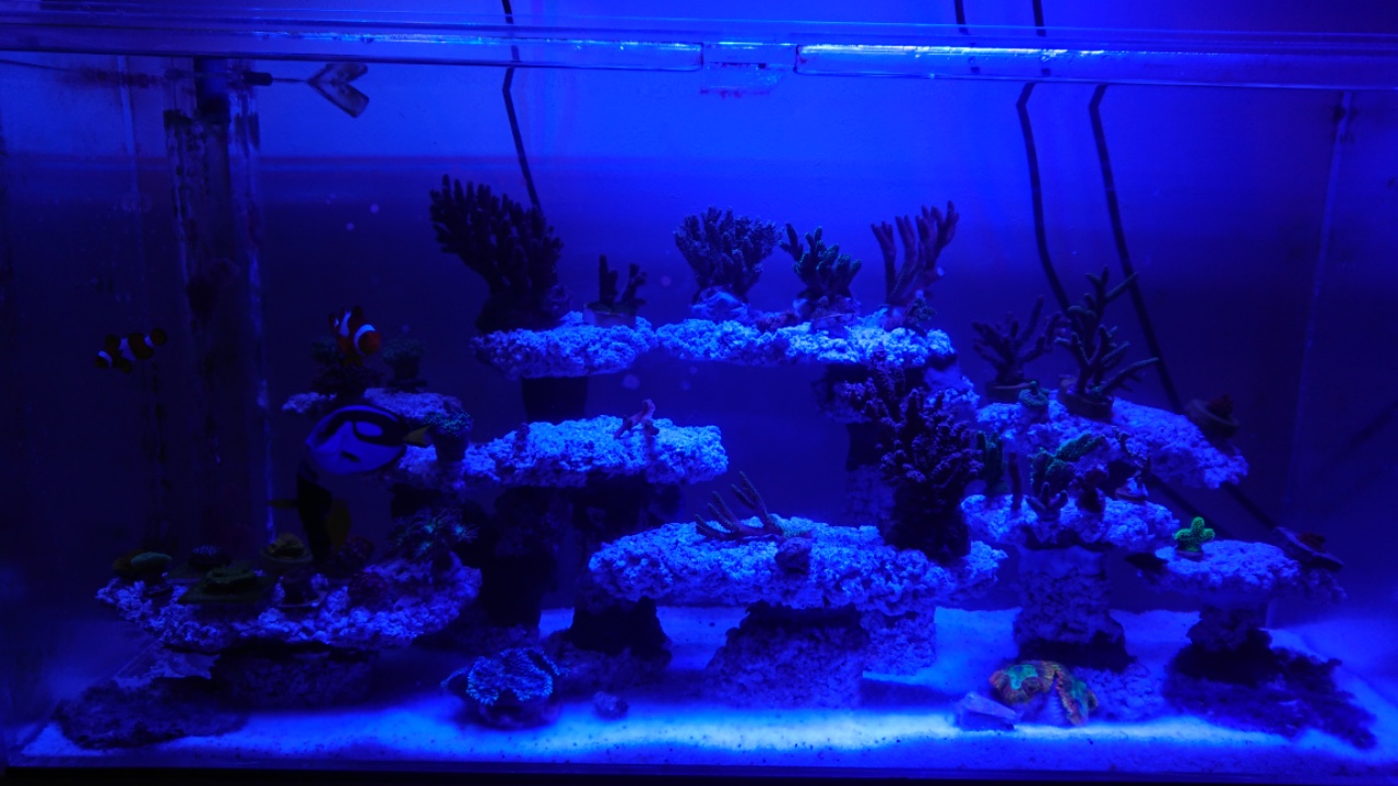 人工ライブロック　海水魚ウミヘビ水槽サンゴアクアリウム